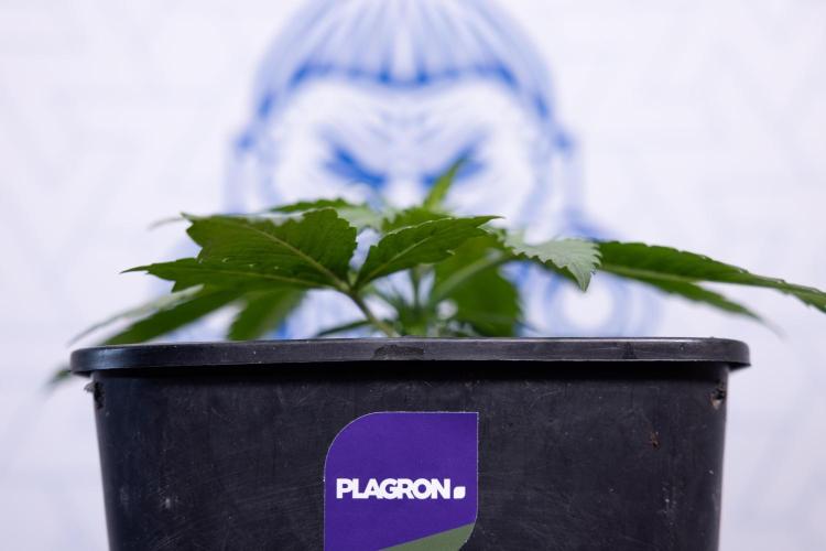 Super Boof - Zamnesia x B&B. Week 3 - Super Boof - Week 3 - No Techniques