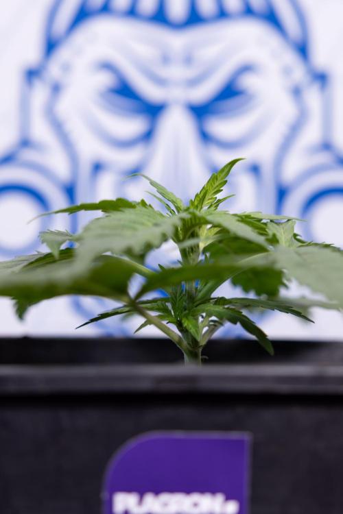 Super Boof - Zamnesia x B&B. Week 3 - Super Boof - Week 3 - No Techniques