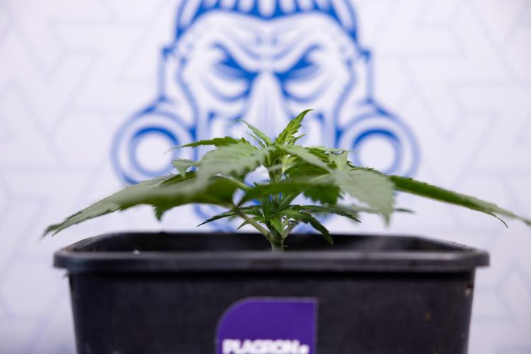 Super Boof - Zamnesia x B&B. Week 3 - Super Boof - Week 3 - No Techniques