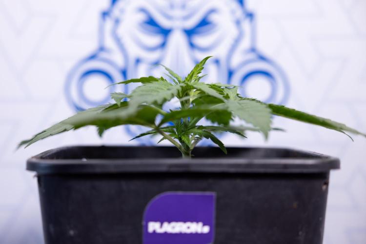 Super Boof - Zamnesia x B&B. Week 3 - Super Boof - Week 3 - No Techniques