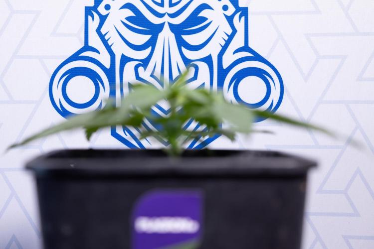 Super Boof - Zamnesia x B&B. Week 3 - Super Boof - Week 3 - No Techniques