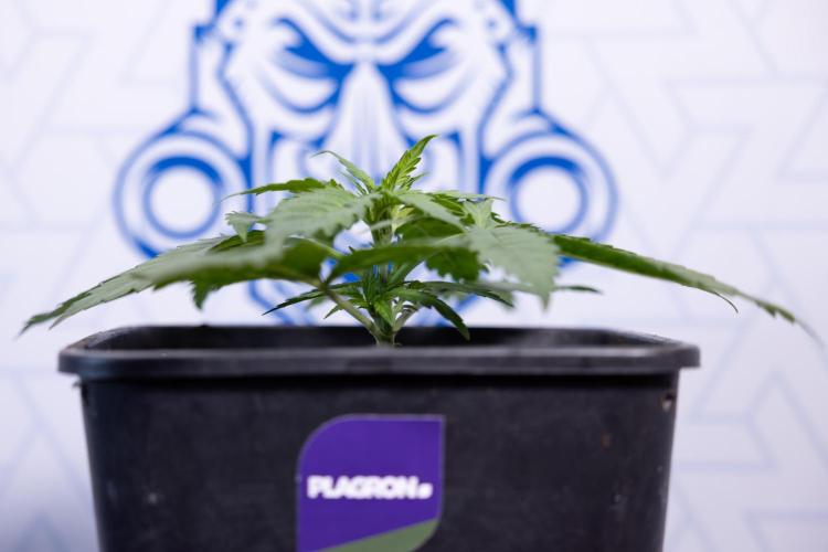 Super Boof - Zamnesia x B&B. Week 3 - Super Boof - Week 3 - No Techniques