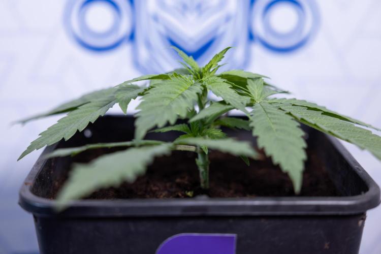 Super Boof - Zamnesia x B&B. Week 3 - Super Boof - Week 3 - No Techniques