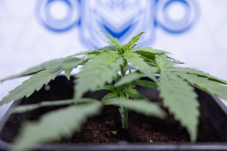 Super Boof - Zamnesia x B&B. Week 3 - Super Boof - Week 3 - No Techniques