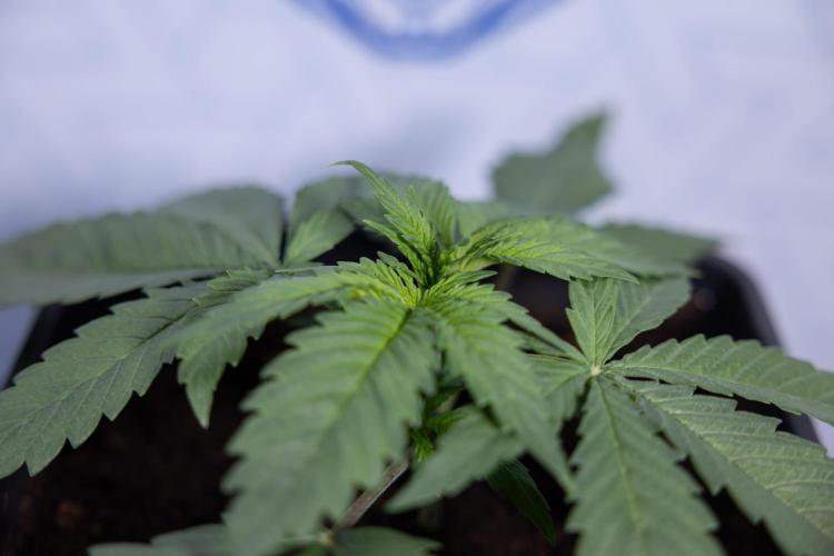 Super Boof - Zamnesia x B&B. Week 3 - Super Boof - Week 3 - No Techniques