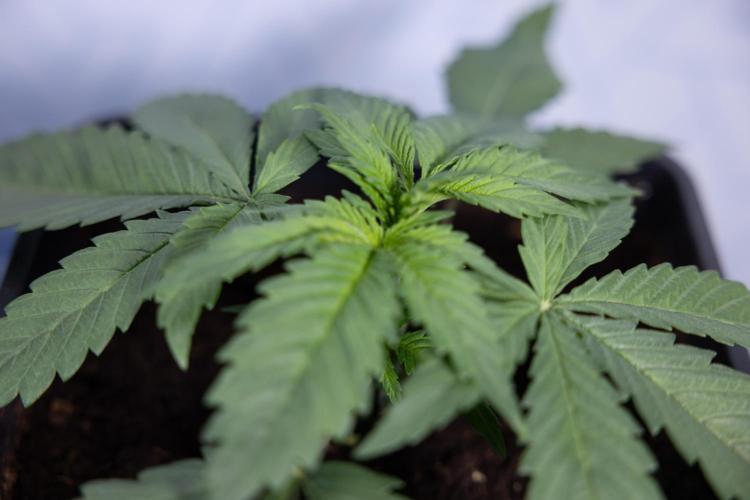 Super Boof - Zamnesia x B&B. Week 3 - Super Boof - Week 3 - No Techniques