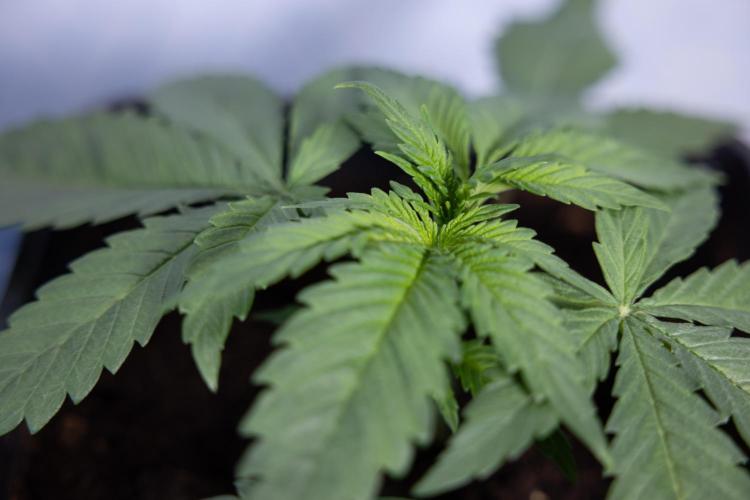 Super Boof - Zamnesia x B&B. Week 3 - Super Boof - Week 3 - No Techniques