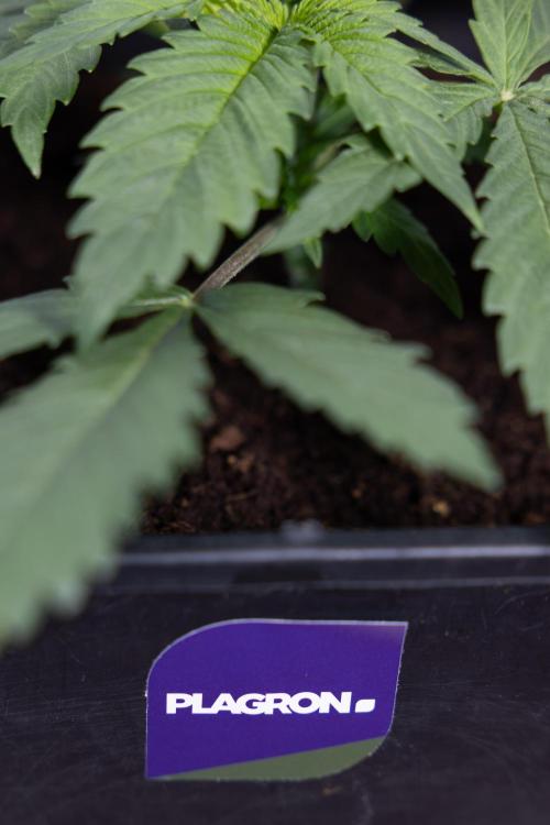 Super Boof - Zamnesia x B&B. Week 3 - Super Boof - Week 3 - No Techniques