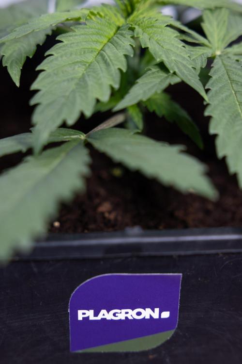 Super Boof - Zamnesia x B&B. Week 3 - Super Boof - Week 3 - No Techniques