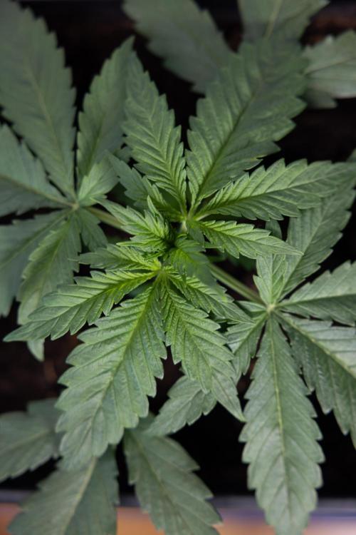 Super Boof - Zamnesia x B&B. Week 3 - Super Boof - Week 3 - No Techniques