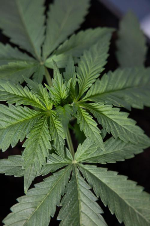 Super Boof - Zamnesia x B&B. Week 3 - Super Boof - Week 3 - No Techniques