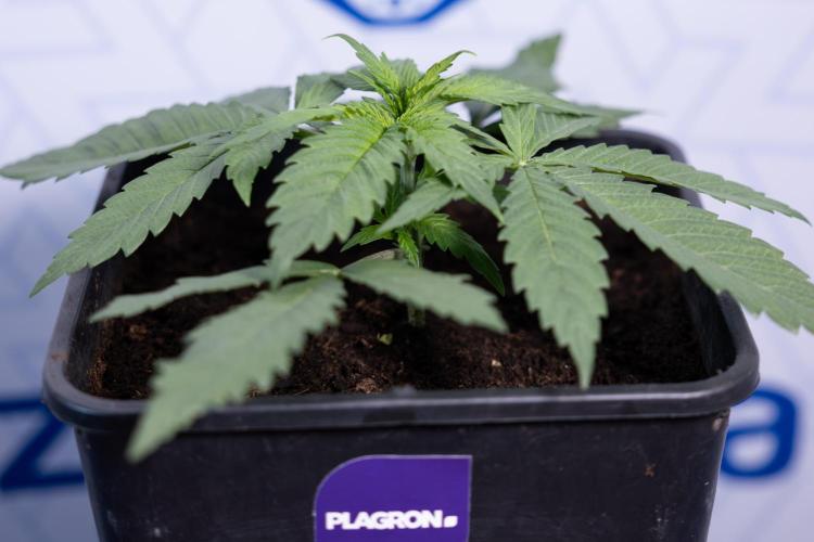 Super Boof - Zamnesia x B&B. Week 3 - Super Boof - Week 3 - No Techniques