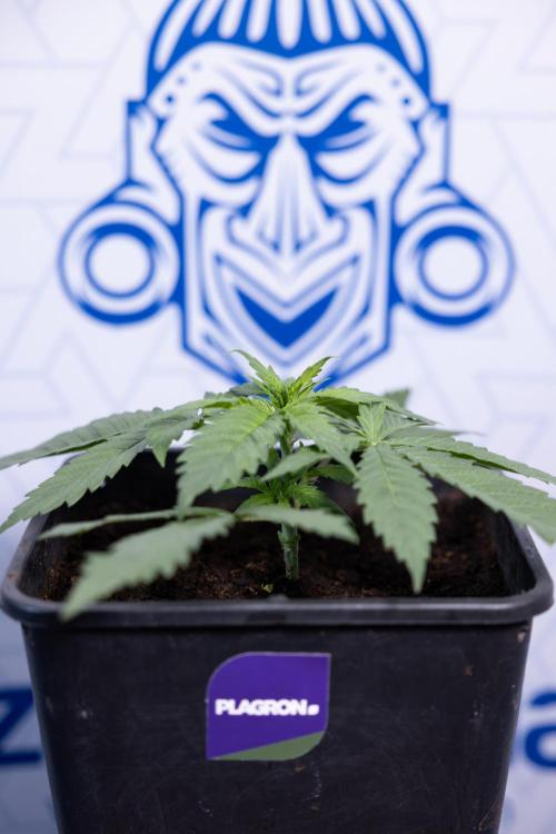 Super Boof - Zamnesia x B&B. Week 3 - Super Boof - Week 3 - No Techniques