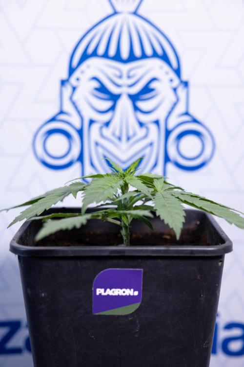 Super Boof - Zamnesia x B&B. Week 3 - Super Boof - Week 3 - No Techniques