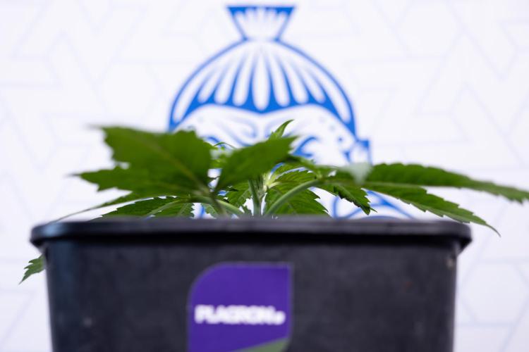 Super Boof - Zamnesia x B&B. Week 3 - Super Boof - Week 3 - No Techniques