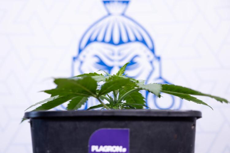 Super Boof - Zamnesia x B&B. Week 3 - Super Boof - Week 3 - No Techniques