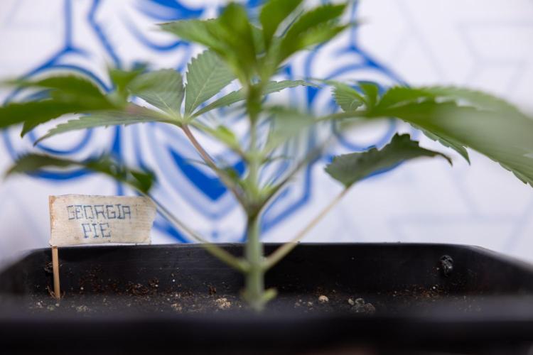 Georgia Pie #3 - Zamnesia x B&B. Week 3 - Georgia Pie #3 - No Techniques - Week 3