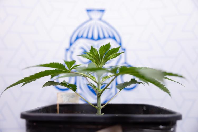 Georgia Pie #3 - Zamnesia x B&B. Week 3 - Georgia Pie #3 - No Techniques - Week 3