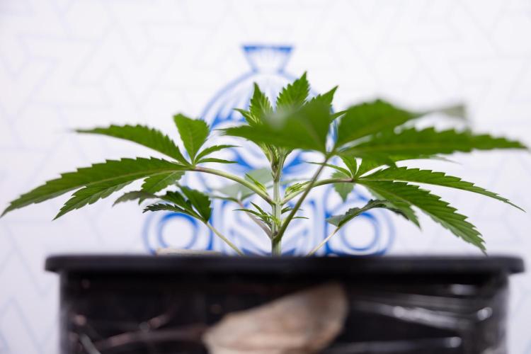 Georgia Pie #3 - Zamnesia x B&B. Week 3 - Georgia Pie #3 - No Techniques - Week 3