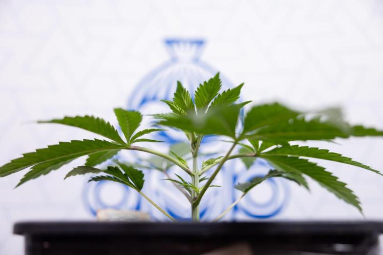 Georgia Pie #3 - Zamnesia x B&B. Week 3 - Georgia Pie #3 - No Techniques - Week 3