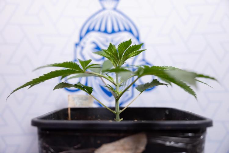 Georgia Pie #3 - Zamnesia x B&B. Week 3 - Georgia Pie #3 - No Techniques - Week 3