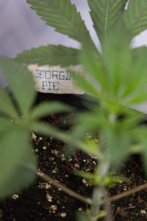 Georgia Pie #3 - Zamnesia x B&B. Week 3 - Georgia Pie #3 - No Techniques - Week 3