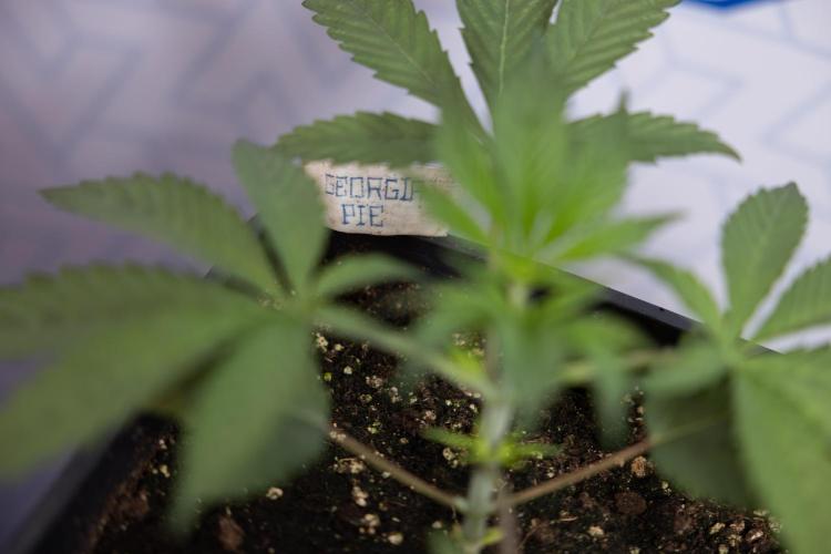 Georgia Pie #3 - Zamnesia x B&B. Week 3 - Georgia Pie #3 - No Techniques - Week 3