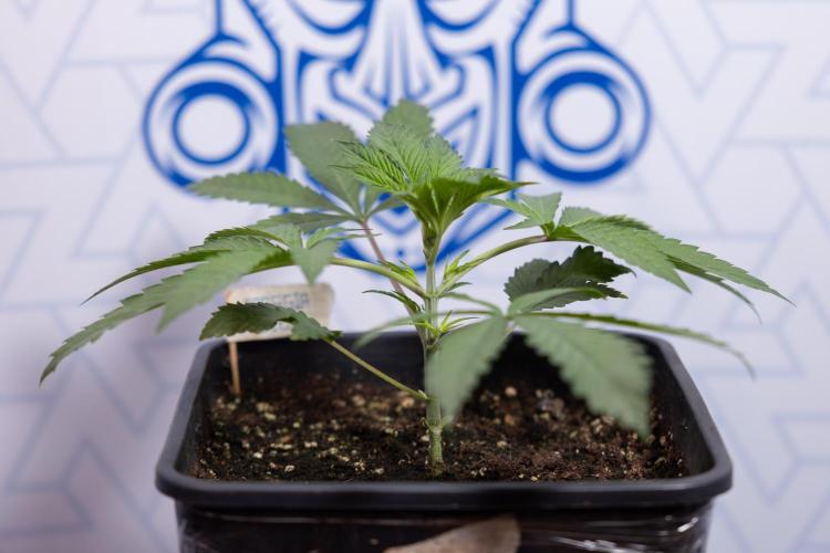 Georgia Pie #3 - Zamnesia x B&B. Week 3 - Georgia Pie #3 - No Techniques - Week 3