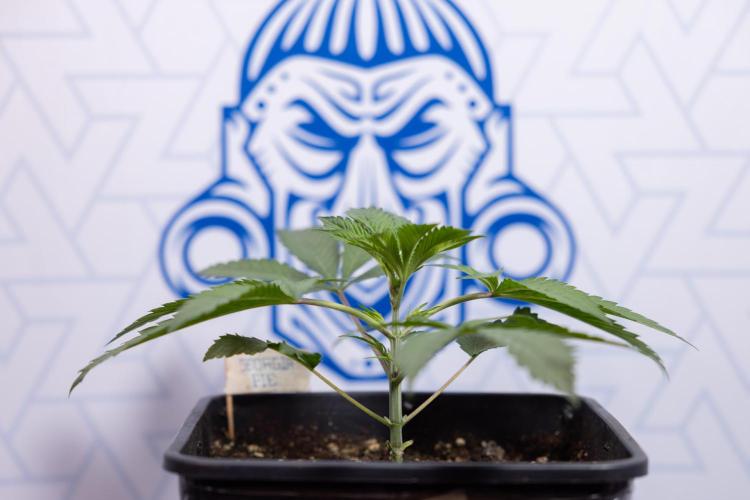 Georgia Pie #3 - Zamnesia x B&B. Week 3 - Georgia Pie #3 - No Techniques - Week 3