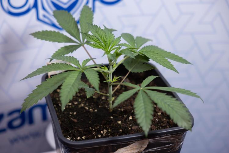 Georgia Pie #3 - Zamnesia x B&B. Week 3 - Georgia Pie #3 - No Techniques - Week 3