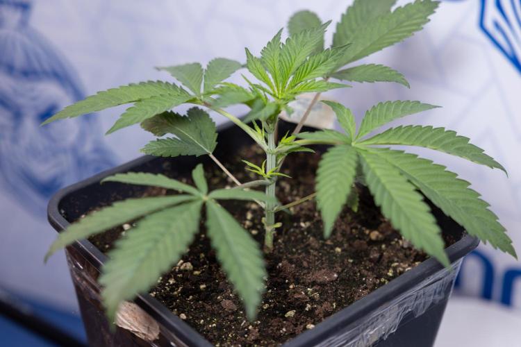 Georgia Pie #3 - Zamnesia x B&B. Week 3 - Georgia Pie #3 - No Techniques - Week 3