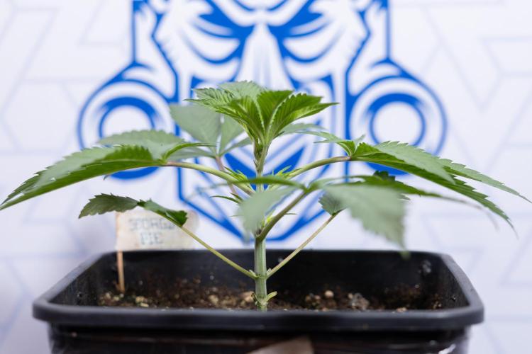 Georgia Pie #3 - Zamnesia x B&B. Week 3 - Georgia Pie #3 - No Techniques - Week 3