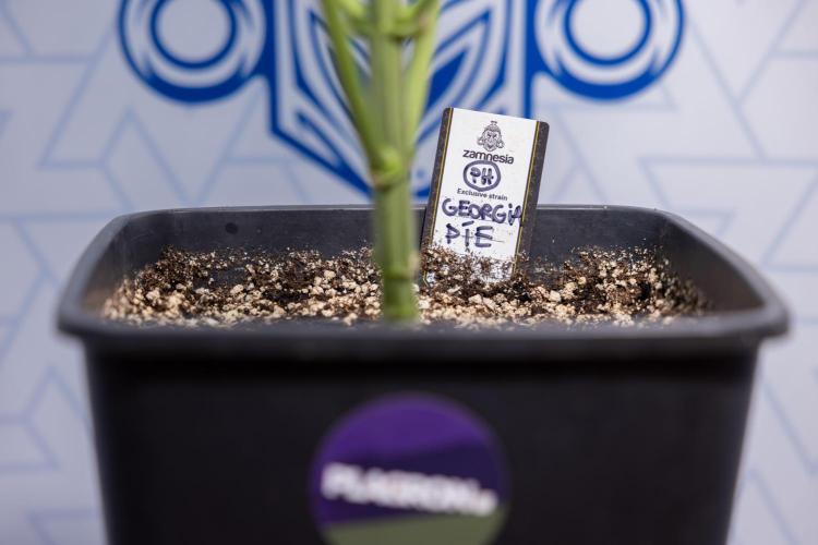 Georgia Pie #2 - Zamnesia x B&B. Week 4 - Georgia Pie #2 - Week 4 - Fimming