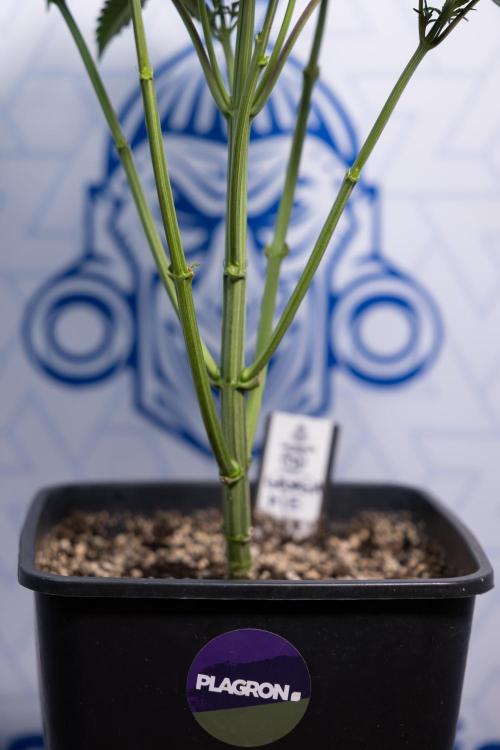 Georgia Pie #2 - Zamnesia x B&B. Week 4 - Georgia Pie #2 - Week 4 - Fimming