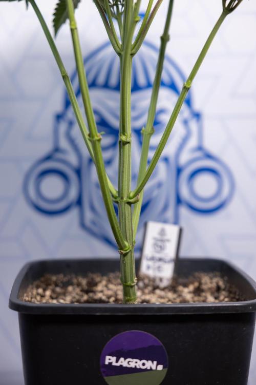 Georgia Pie #2 - Zamnesia x B&B. Week 4 - Georgia Pie #2 - Week 4 - Fimming