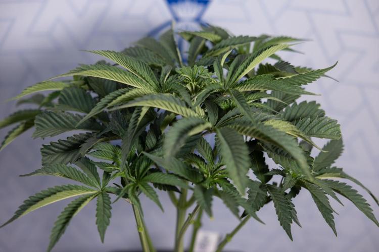 Georgia Pie #2 - Zamnesia x B&B. Week 4 - Georgia Pie #2 - Week 4 - Fimming