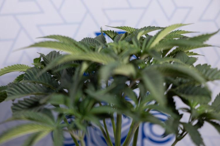 Georgia Pie #2 - Zamnesia x B&B. Week 4 - Georgia Pie #2 - Week 4 - Fimming