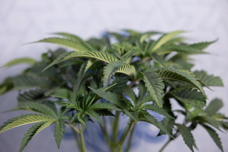 Georgia Pie #2 - Zamnesia x B&B. Week 4 - Georgia Pie #2 - Week 4 - Fimming