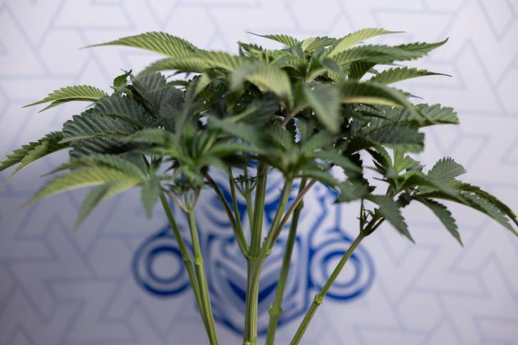 Georgia Pie #2 - Zamnesia x B&B. Week 4 - Georgia Pie #2 - Week 4 - Fimming