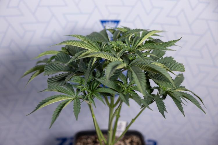 Georgia Pie #2 - Zamnesia x B&B. Week 4 - Georgia Pie #2 - Week 4 - Fimming