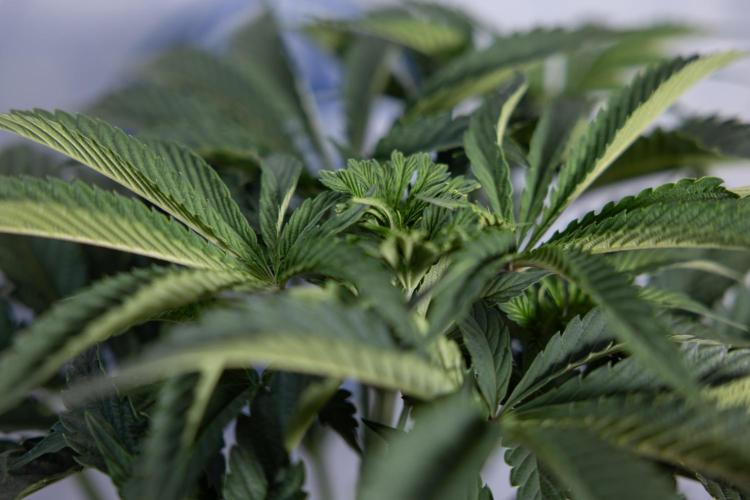 Georgia Pie #2 - Zamnesia x B&B. Week 4 - Georgia Pie #2 - Week 4 - Fimming