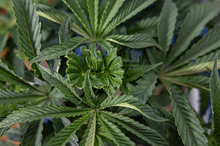 Georgia Pie #2 - Zamnesia x B&B. Week 4 - Georgia Pie #2 - Week 4 - Fimming