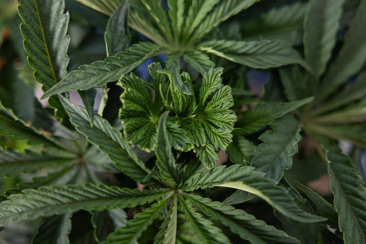 Georgia Pie #2 - Zamnesia x B&B. Week 4 - Georgia Pie #2 - Week 4 - Fimming