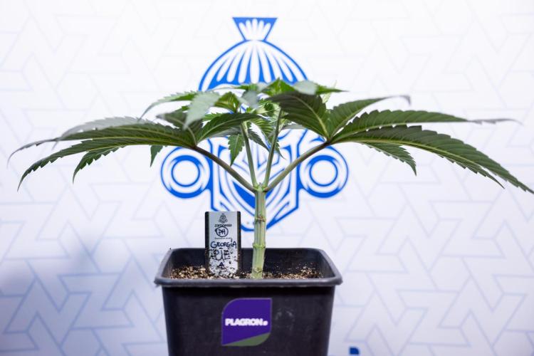 Georgia Pie #1 - Zamnesia x B&B. Week 4 - Georgia Pie 1 - Week 4/5 - Topping