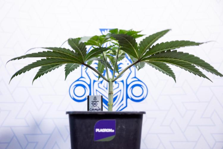 Georgia Pie #1 - Zamnesia x B&B. Week 4 - Georgia Pie 1 - Week 4/5 - Topping