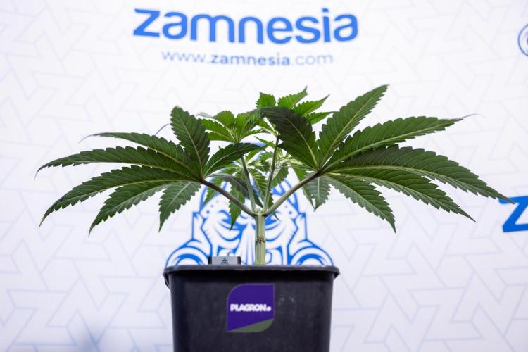 Georgia Pie #1 - Zamnesia x B&B. Week 4 - Georgia Pie 1 - Week 4/5 - Topping