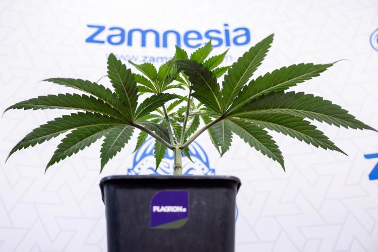 Georgia Pie #1 - Zamnesia x B&B. Week 4 - Georgia Pie 1 - Week 4/5 - Topping