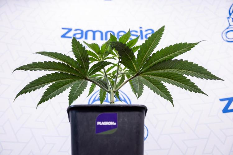 Georgia Pie #1 - Zamnesia x B&B. Week 4 - Georgia Pie 1 - Week 4/5 - Topping