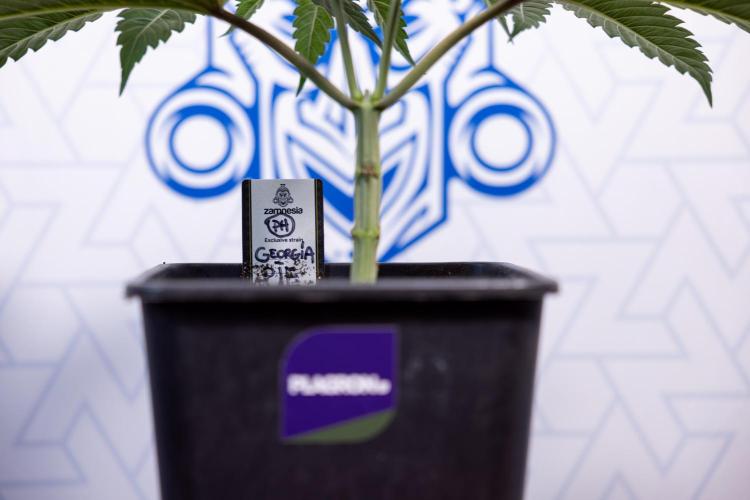 Georgia Pie #1 - Zamnesia x B&B. Week 4 - Georgia Pie 1 - Week 4/5 - Topping