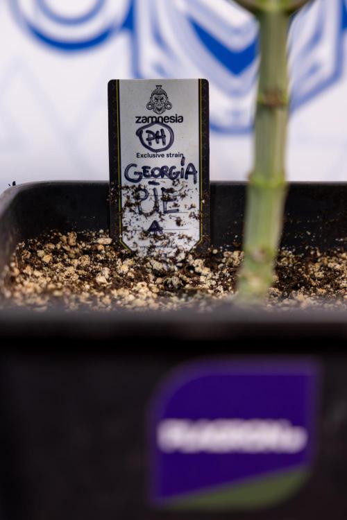 Georgia Pie #1 - Zamnesia x B&B. Week 4 - Georgia Pie 1 - Week 4/5 - Topping